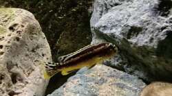 Besatz im Aquarium Fishbowl