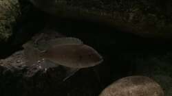 Besatz im Aquarium Fishbowl