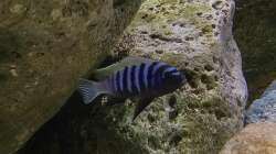 Besatz im Aquarium Fishbowl