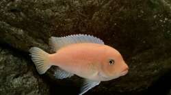 Besatz im Aquarium Fishbowl