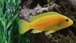 Besatz im Aquarium Fishbowl