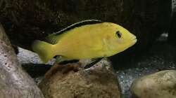 Besatz im Aquarium Fishbowl