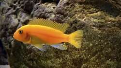 Besatz im Aquarium Fishbowl