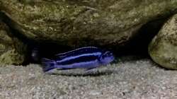 Besatz im Aquarium Fishbowl