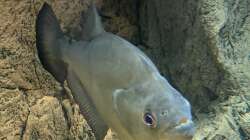 Besatz im Aquarium Serrasalmus Immaculatus