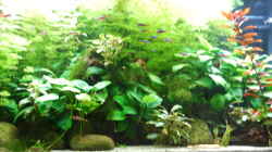 Pflanzen im Aquarium Phoenix 240