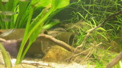 Tonhöhlen mit Wels-Weibchen