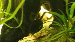 Wels-Männchen in Lieblingshöhle, einer hohlen Morkienwurzel