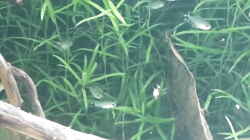 Corydoras hastatus und Schilfsalmler zusammen 