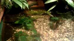 Pflanzen im Aquarium Becken2