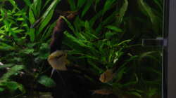 H.Salicifolia ´Weidenblättriger Wasserfreund´