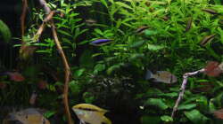 B.Cupido; M.Festivum;H.Erythrostigma und N.Palmeri