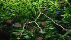 Besatz im Aquarium Amazonas 390