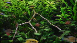 Nahaufnahme mit H.Polysperma, Anubias und den Bewohnern :o)