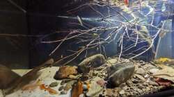 Einzug der Hyphessobrycon rosaceus und der Poecilias reticulatas