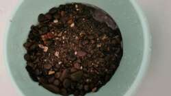 Der Flusskiesel als Bodengrund gründlich vorgewaschen