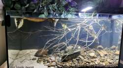 Beckenhauptbild direkt nach der Einrichtung