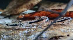 Corydoras habrosus