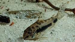 Corydoras habrosus