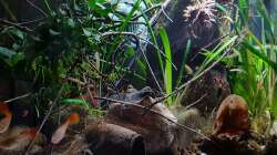 Beckenansicht von vorne