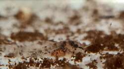 Nachwuchs der Corydoras habrosus