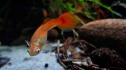 Detailbild eines Pooecilia reticulata weibchen