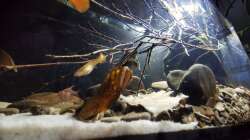 Ansicht von schräg unten ins Aquarium