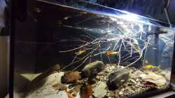 Ansicht von Vorne mit dem aktuellen Besatz