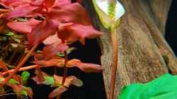 Blüte einer Anubias coffefolia