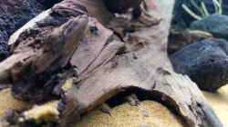 Detailbild der Wurzeln, Sandfläche und des Lavagesteins