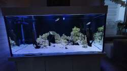 Aquarium Kugelfisch Brackwasser