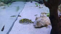 Besatz im Aquarium Kugelfisch Brackwasser