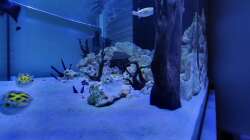 Aquarium Kugelfisch Brackwasser