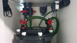 Technik im Aquarium Kugelfisch Brackwasser