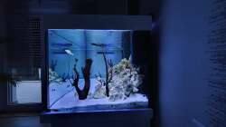 Aquarium Kugelfisch Brackwasser