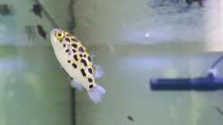 Besatz im Aquarium Kugelfisch Brackwasser