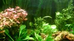 Pflanzen im Aquarium Becken 4326