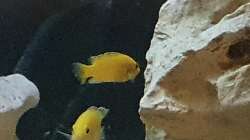 Besatz im Aquarium Juwel