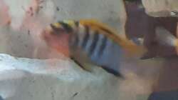 Besatz im Aquarium Juwel