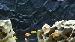 Besatz im Aquarium Juwel