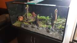 Aquarium LittleSalmlerforest