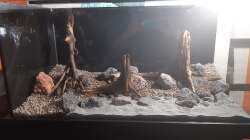 Aquarium LittleSalmlerforest