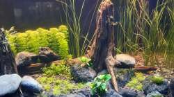 Pflanzen im Aquarium LittleSalmlerforest