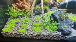 Pflanzen im Aquarium LittleSalmlerforest