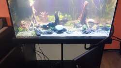 Aquarium LittleSalmlerforest