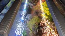 Vorne Daylight und hinten Growlight für Pflanzen