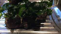 Mopaniwurzel bepflanzt mit Anubias barteri var. nana Round Leaf