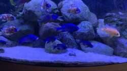 Aquarium Meine Malawi Ecke