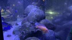 Aquarium Meine Malawi Ecke