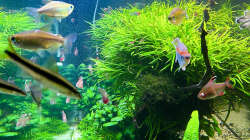 Technik im Aquarium Fluval Profile 1500 Kundenaquarium